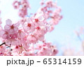 桜 65314159