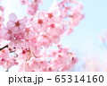 桜 65314160
