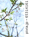 桜 65314161
