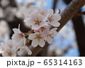 桜 65314163