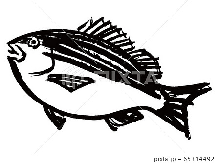 いさき　水彩画 65314492