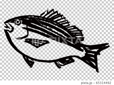 いさき　水彩画 65314492