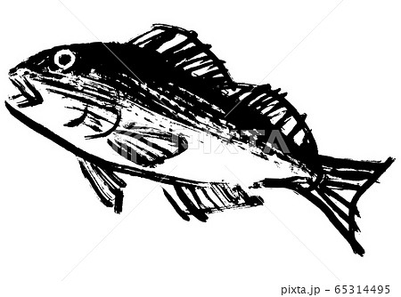 いさき　水彩画 65314495