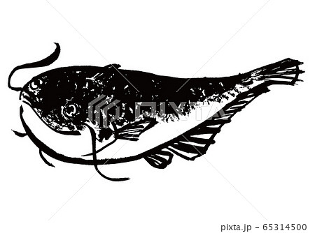 なまず 水彩画 なまず 水彩画 65314500