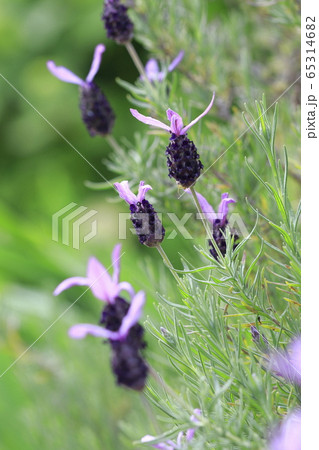 初夏の花畑　フレンチラベンダー　 65314682