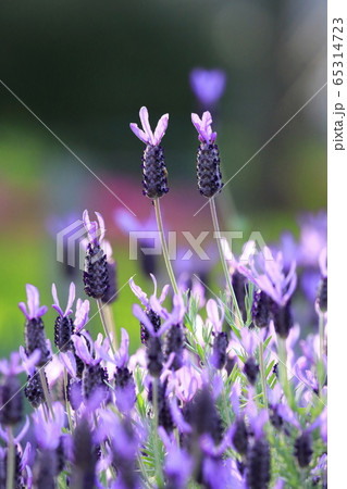 初夏の花畑 フレンチラベンダー の写真素材