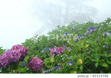 霧のあじさい山 65314796