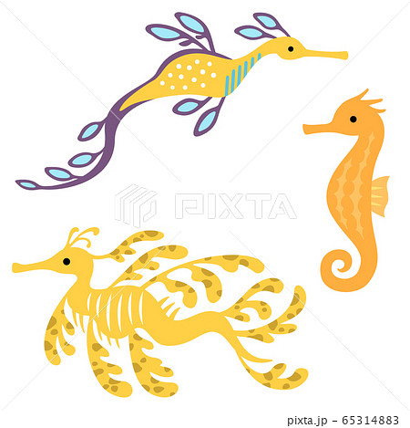 Seahorse And Sea Dragon Illustration Set Stock Illustration
