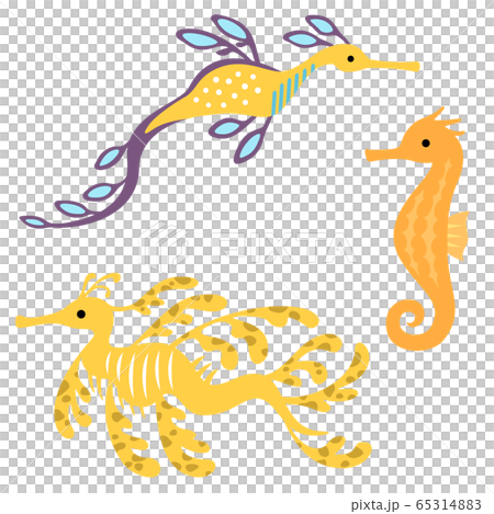 海馬和海龍插圖集 65314883