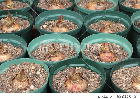 アマリリス球根の発芽 65315045