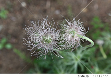 オキナグサ 花の種 露 65315772