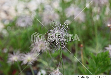オキナグサ 花の種 露 65315776
