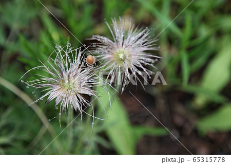 オキナグサ 花の種 露 65315778
