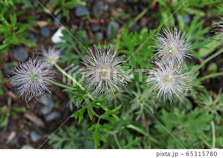 オキナグサ 花の種 露 65315780