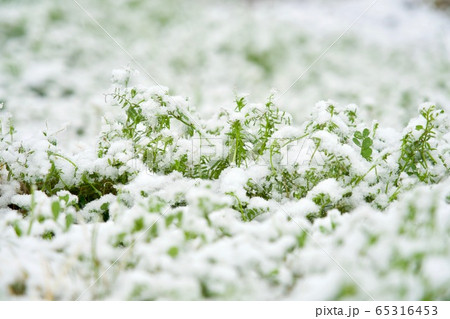 雑草の上に雪 雑草の上に雪 65316453