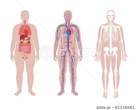 Internal structure of human body. 65316681