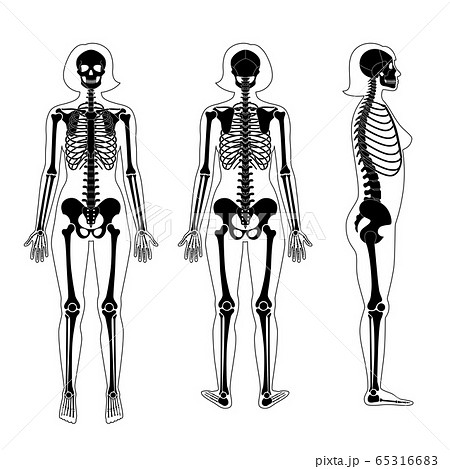 Woman Skeleton Anatomyのイラスト素材