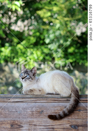 だいたい白猫 65316799