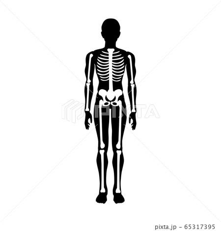Human bones and skeleton health vector 65317395
