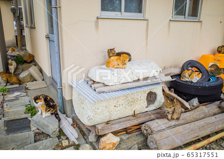 愛媛　青島　猫 65317551