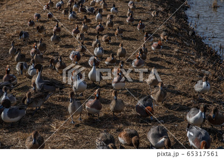 御宝田遊水地　カルガモ　大群 65317561