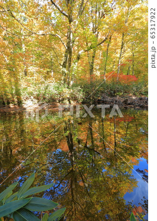 桃洞渓谷の秋 65317922