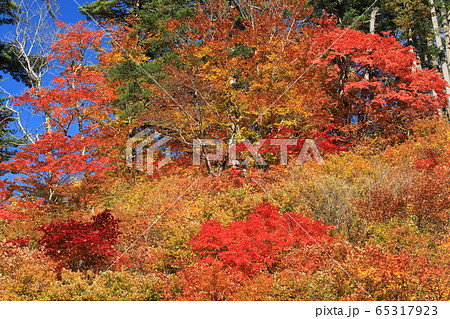 桃洞渓谷の秋紅葉 65317923