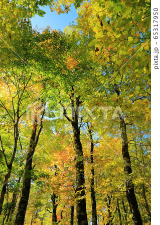 桃洞渓谷のブナ林の紅葉 65317950