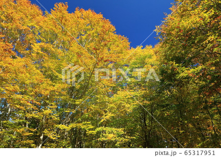 桃洞渓谷のブナ林の紅葉 65317951