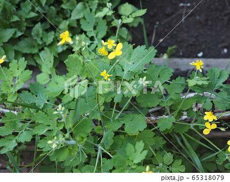 Yellow flowers of celandine plant in spring bloom in the forest. Wild healthy medicinal herbs 65318079