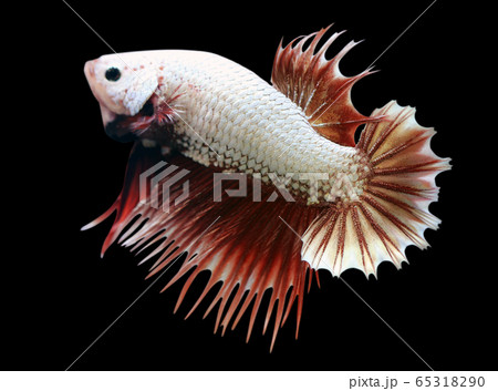 Betta Red Dragon Crowtail CTPK Male or Plakat Fighting Fish Splendens On Black Background. 65318290