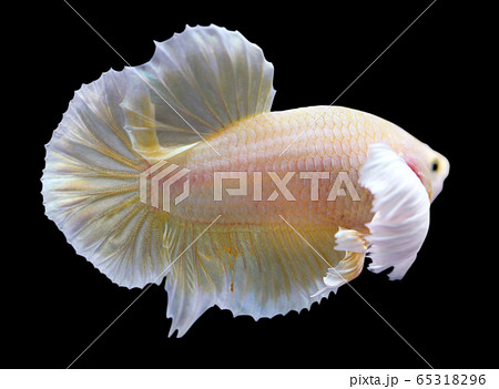 Betta Super Gold Dumbo Ear HMPK Halfmoon Plakat  Male or Plakat Fighting Fish Splendens 65318296