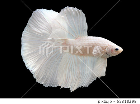 platinum halfmoon betta