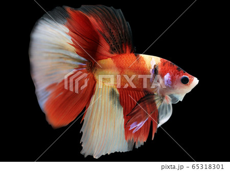 Betta Nemo HM Halfmoon Male or Plakat Fighting Fish Splendens Betta Nemo HM Halfmoon Male or Plakat Fighting Fish Splendens 65318301