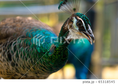 Beautiful manicured peacock in the park, closeup 65318545
