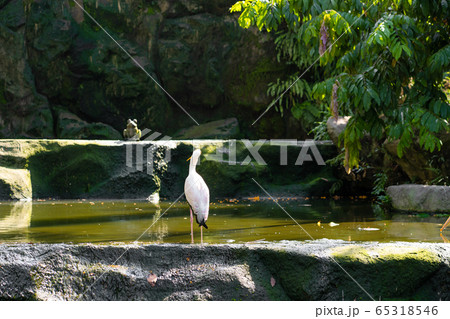 A flock of milk stork is hunting in a pond. 65318546