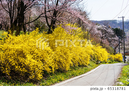 新得町の桜 新得町の桜 65318781