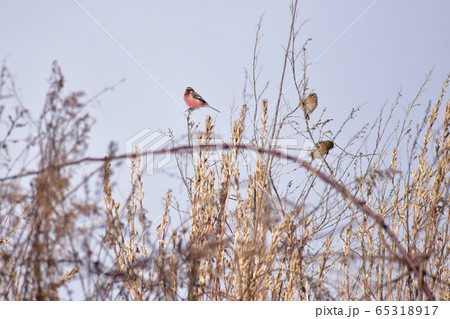 細枝に止まるベニマシコ 65318917