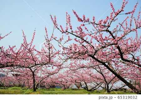 桃の花 桃の花 65319032