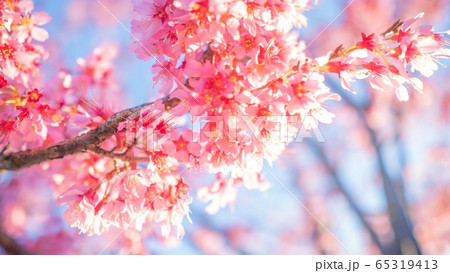 桜 青空 65319413