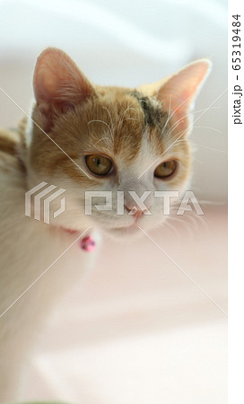 見つめる猫 65319484