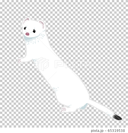 オコジョ（冬バージョン） 65319538