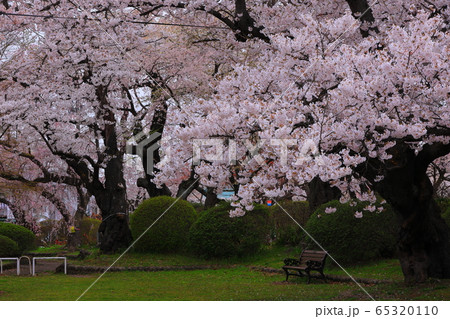 春の水沢公園 65320110