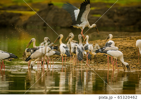 The lock of Anastomus oscitans or Asian open bill stork, local bird walking around water reservoir and looking for shell food with warm sunlight in early morning background. The lock of Anastomus oscitans or Asian open bill stork, local bird walking around water reservoir and looking for shell food with warm sunlight in early morning background. 65320462
