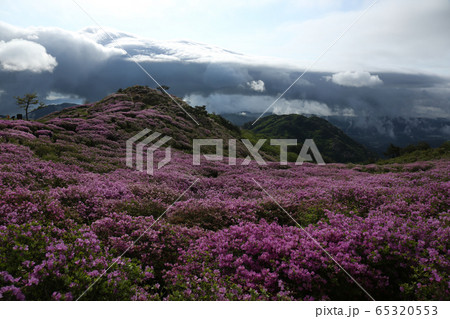 曲がりくねっ 木 雲 65320553