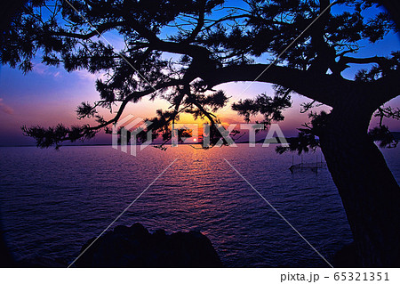 松の木を影に海に沈む夕日 松の木を影に海に沈む夕日 65321351