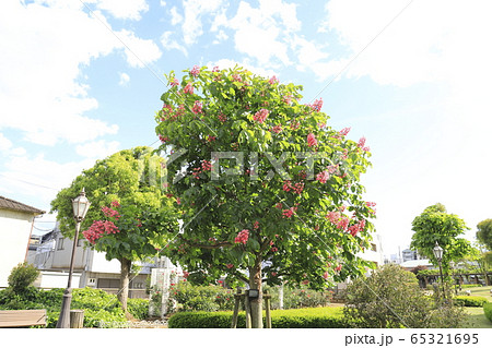 ベニバナトチノキの花 65321695