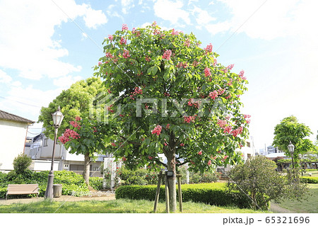 ベニバナトチノキの花 65321696