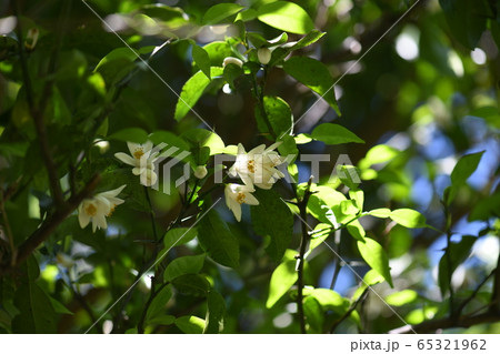 実生ゆずの花 実生ゆずの花 65321962