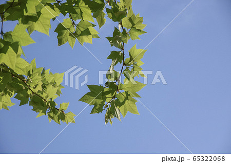 ハートのリーフ 65322068